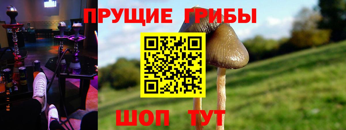Галлюциногенные грибы прущие грибы  Вход с VPN  Абинск  Псилоцибиновые грибы мицелий 